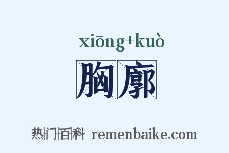 胸廓是什么意思的图片